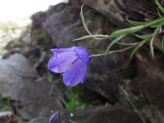 Aiuto id. campanula